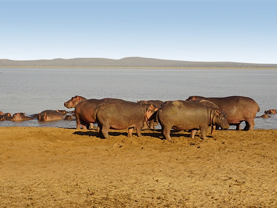 9 Days Western Tanzania Safari