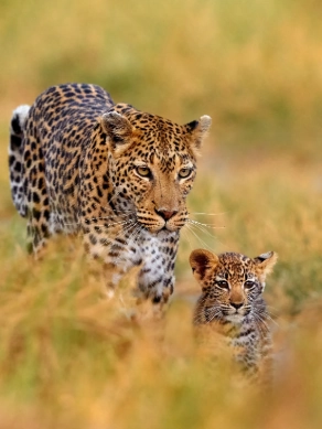 13 Days Ultimate Southern Tanzania Safari