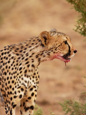 13 Days Ultimate Southern Tanzania Safari