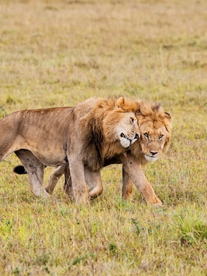 13 Days Ultimate Southern Tanzania Safari
