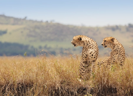 8 Days Tanzania Classic Safari