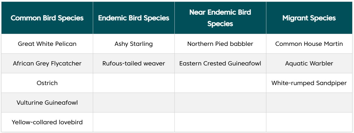 Tarangire National Park Safari