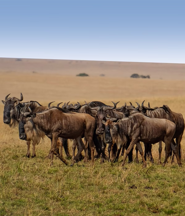 Serengeti Wildebeest Migration