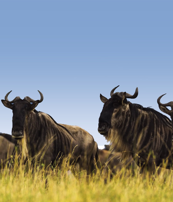 Serengeti Wildebeest Migration