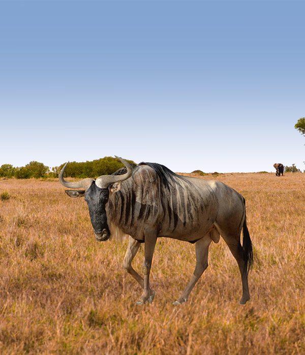 Serengeti Wildebeest Migration
