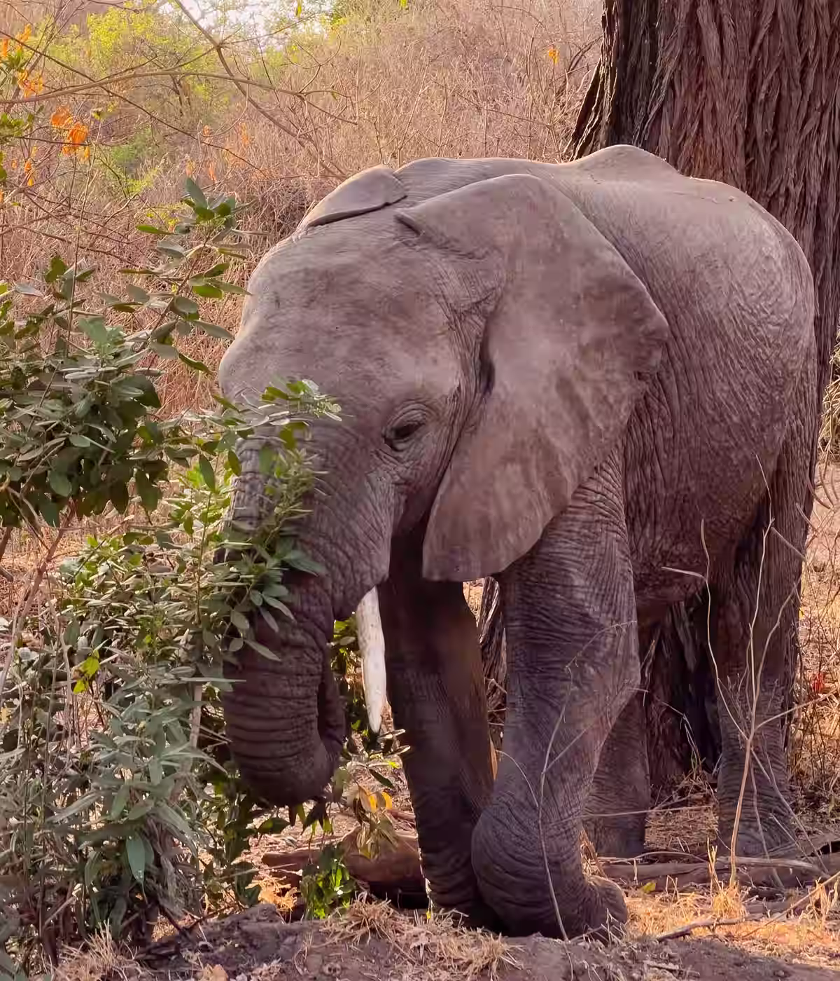 Lake Manyara National Park Attraction