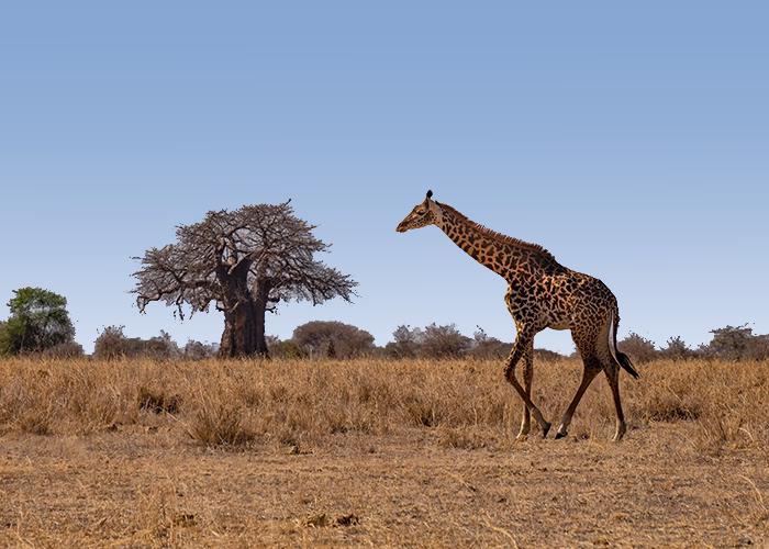 Tarangire National Park