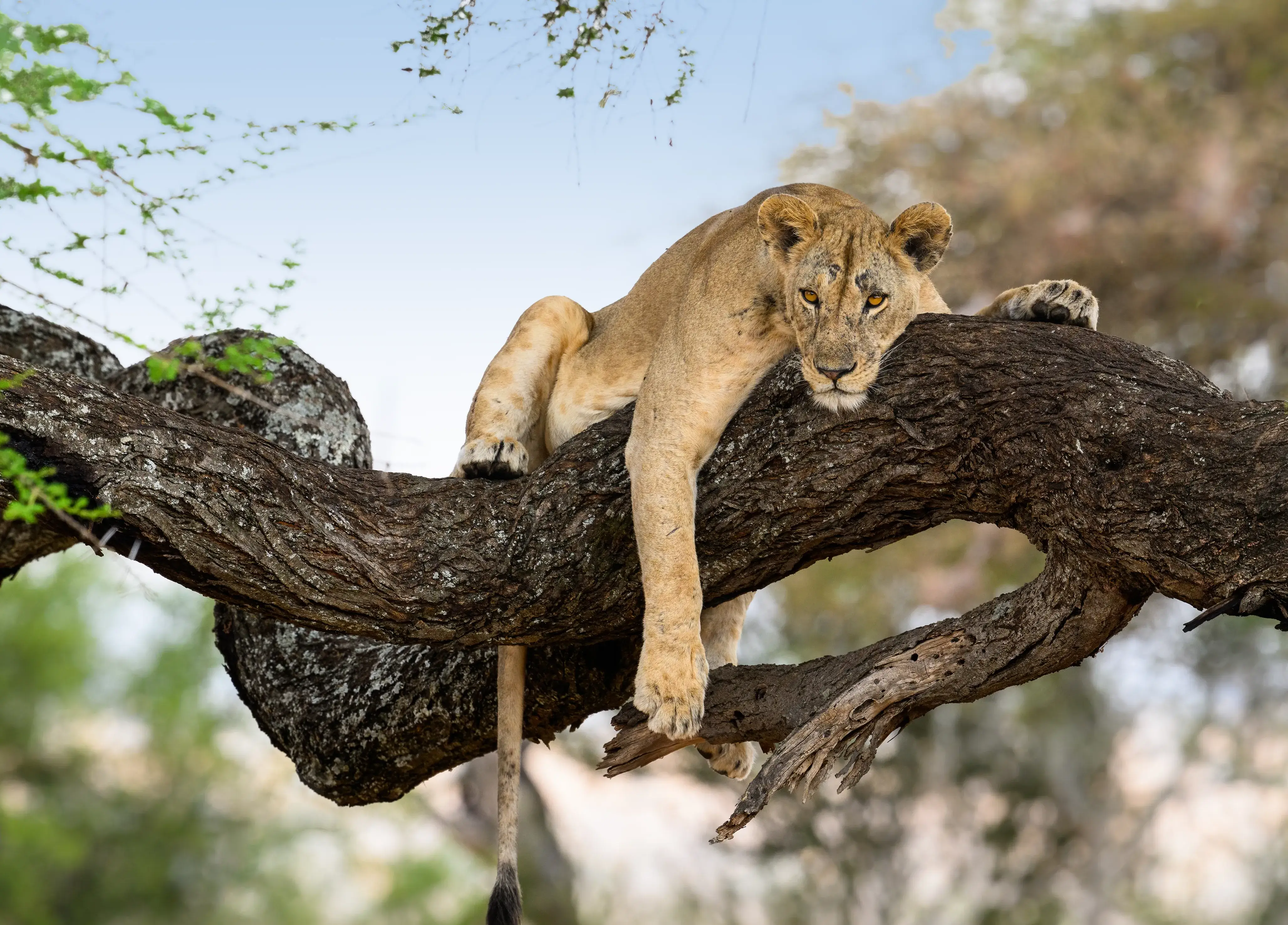 Best Seasons In Tanzania