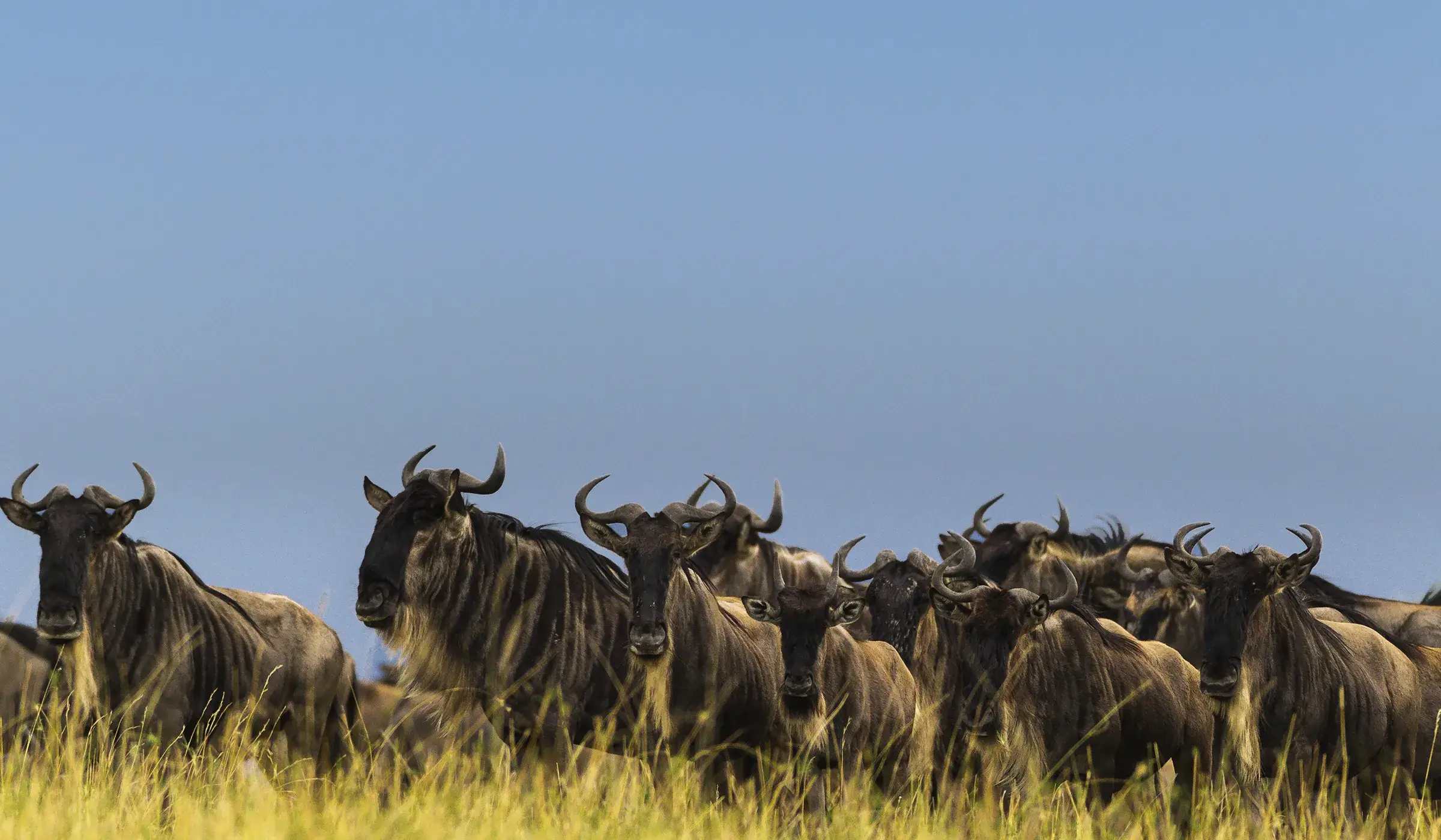 Best Time To See The Great Migration