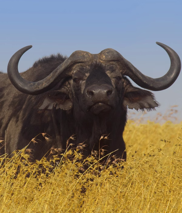 7 Days Big Five Safaris In Tanzania