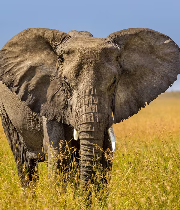 7 Days Big Five Safaris In Tanzania