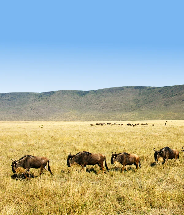 Calving Season Safari