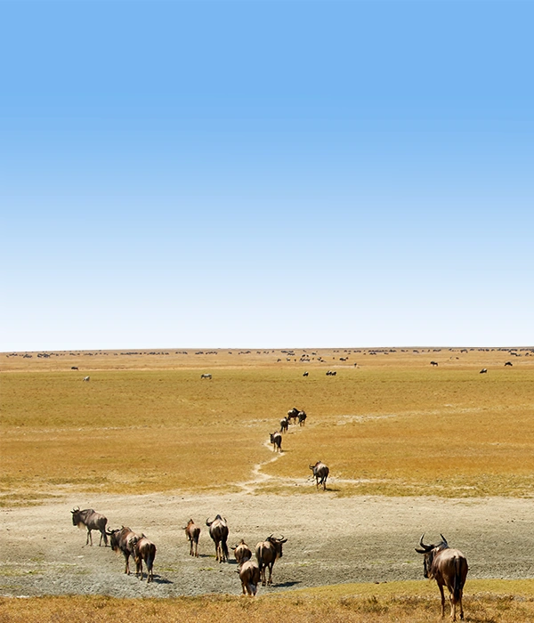 Calving Season Safari