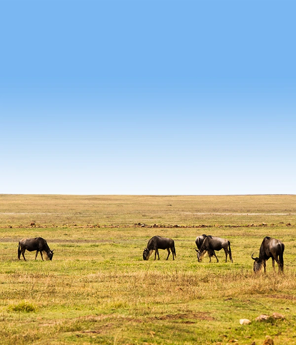 Calving Season Safari