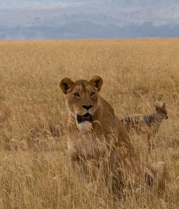 Tanzania Classic Safari
