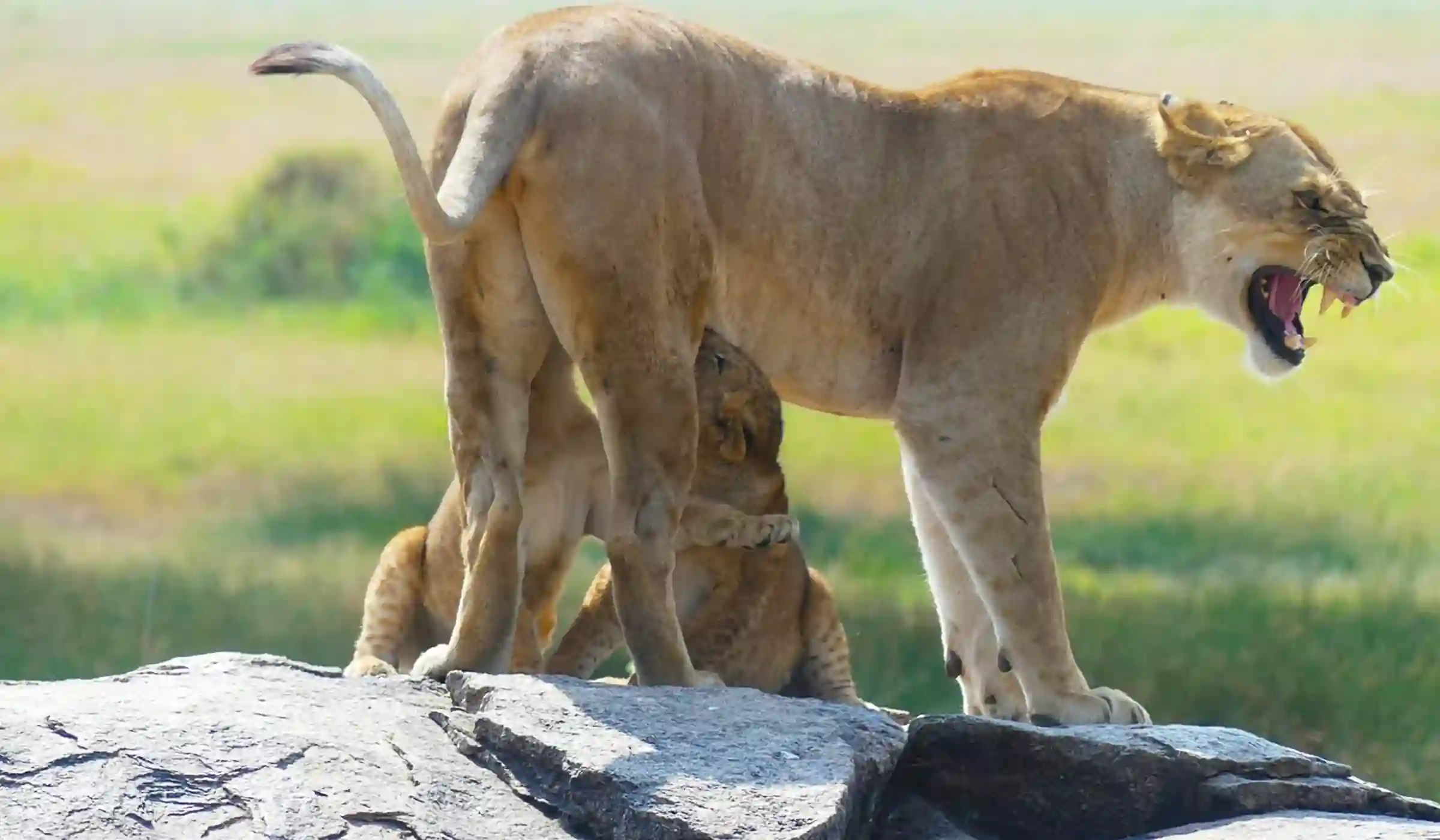 Tanzania Safari Packages