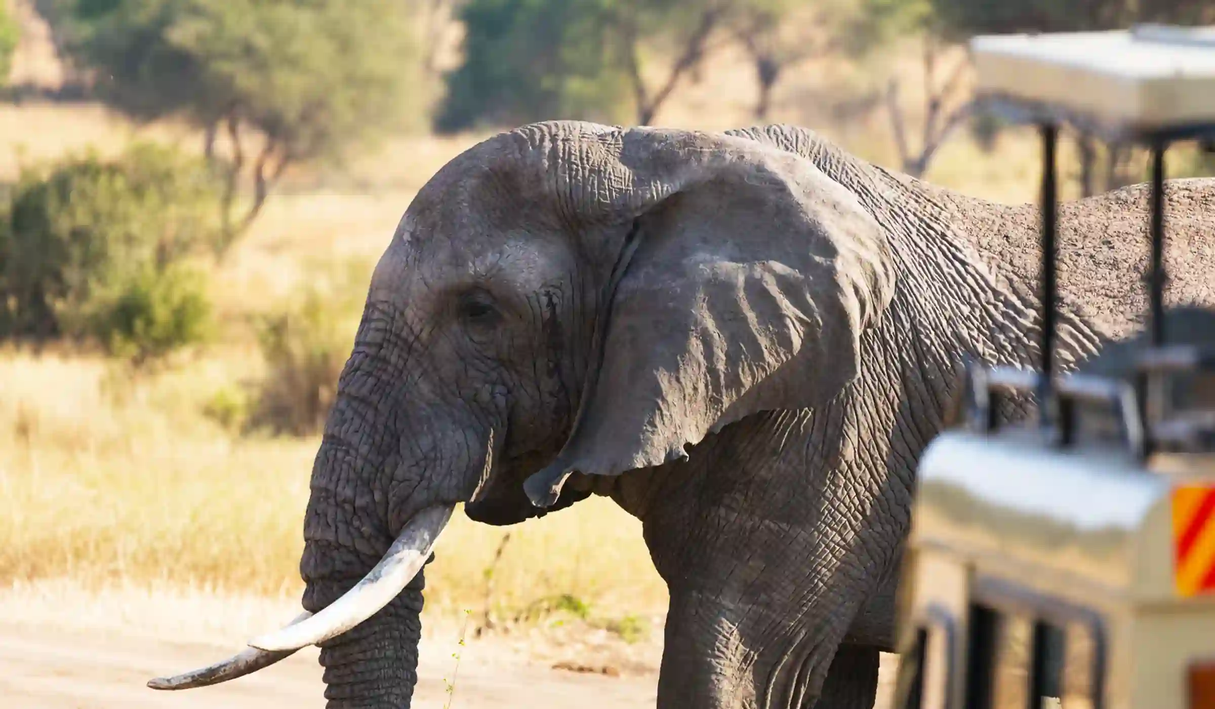 Tanzania Safari Packages