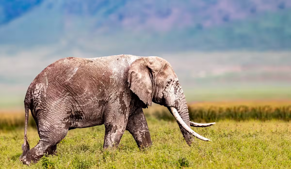 Getting To Ngorongoro