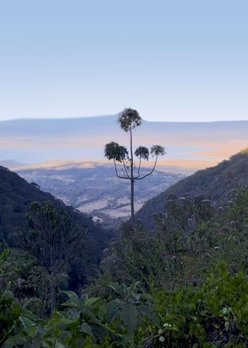 9 Days Ngorongoro Highlands Trek