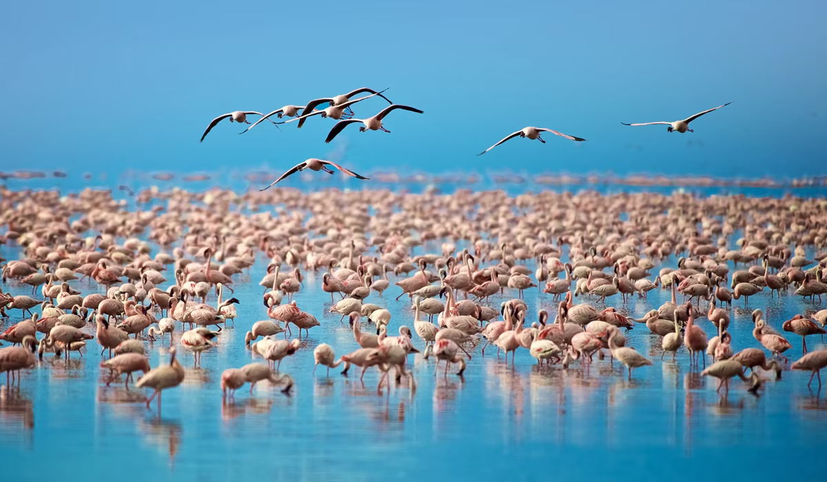 Top Things To Do In Tanzania