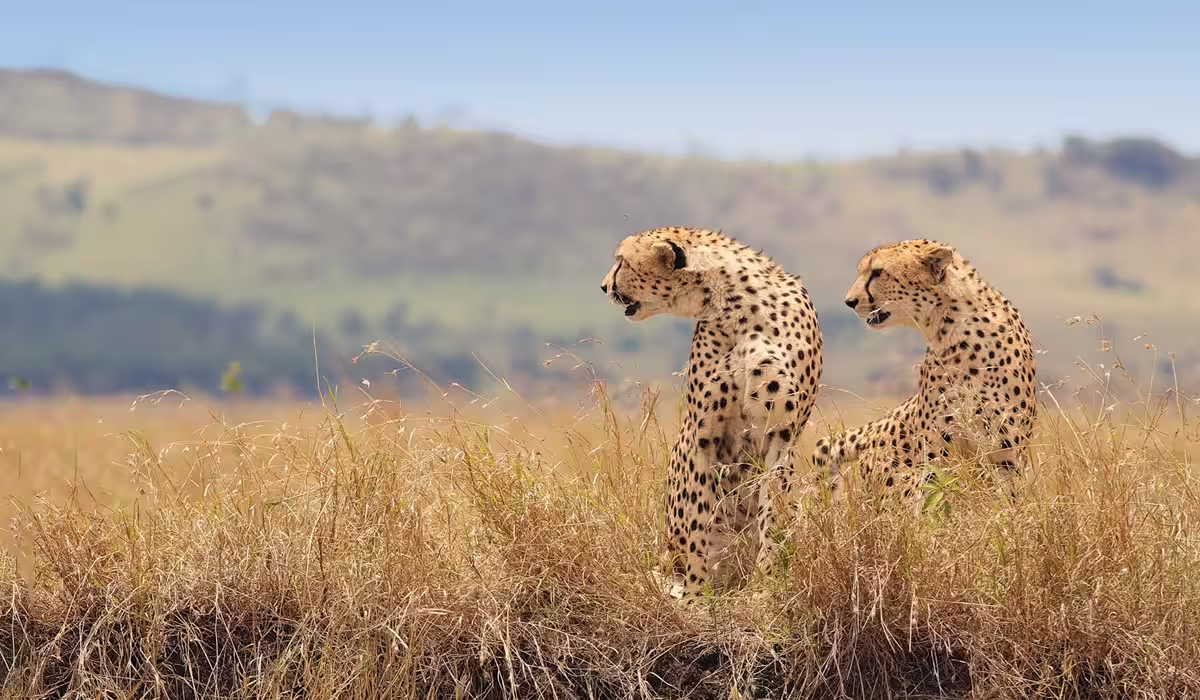 8 Days Tanzania Classic Safari