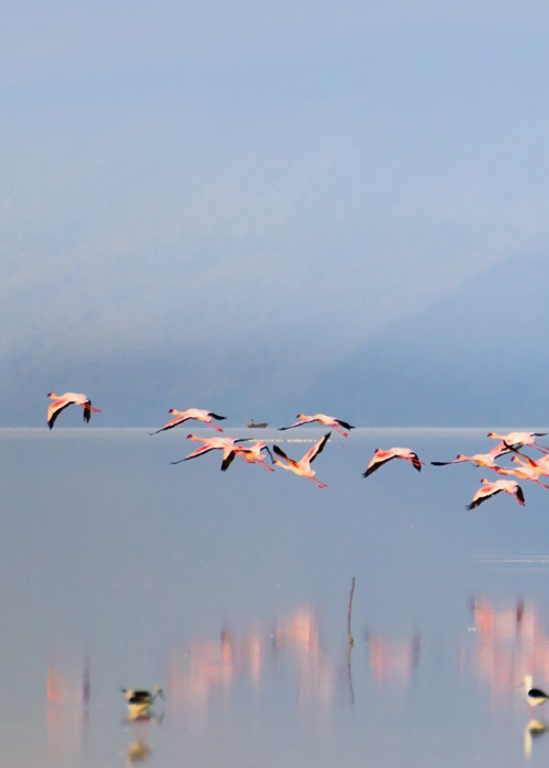 Lake Manyara National Park