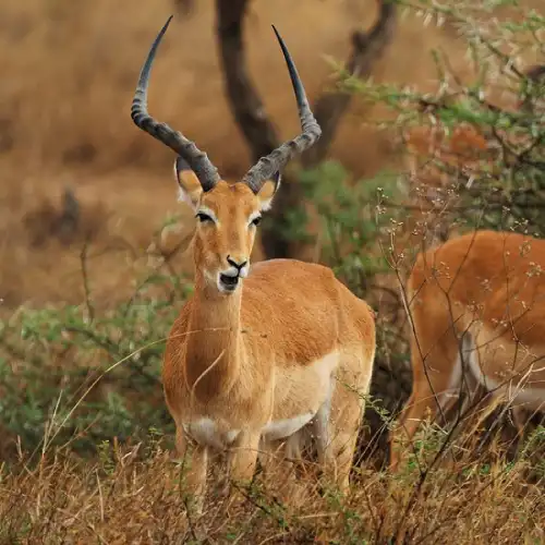 Ngorongoro Crater