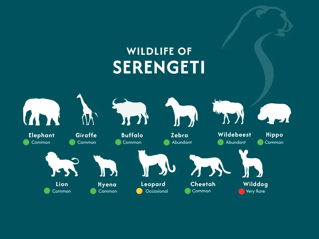 Serengeti National Park Wildlife