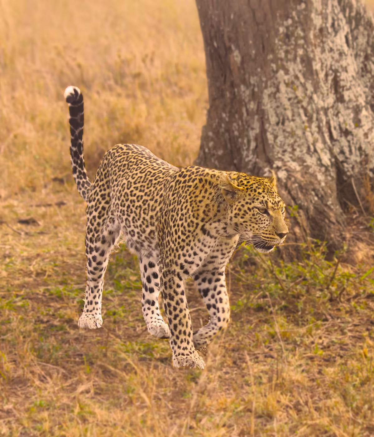 Serengeti Safari Packages