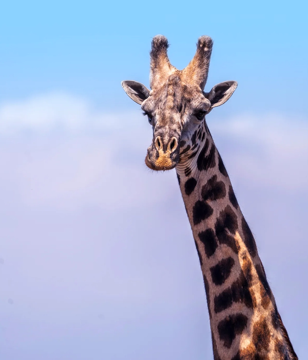 10 Days Southern Tanzania Safari