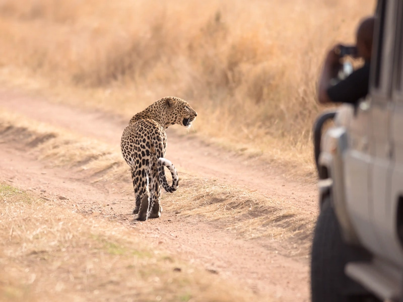Tanzania Safari Experience