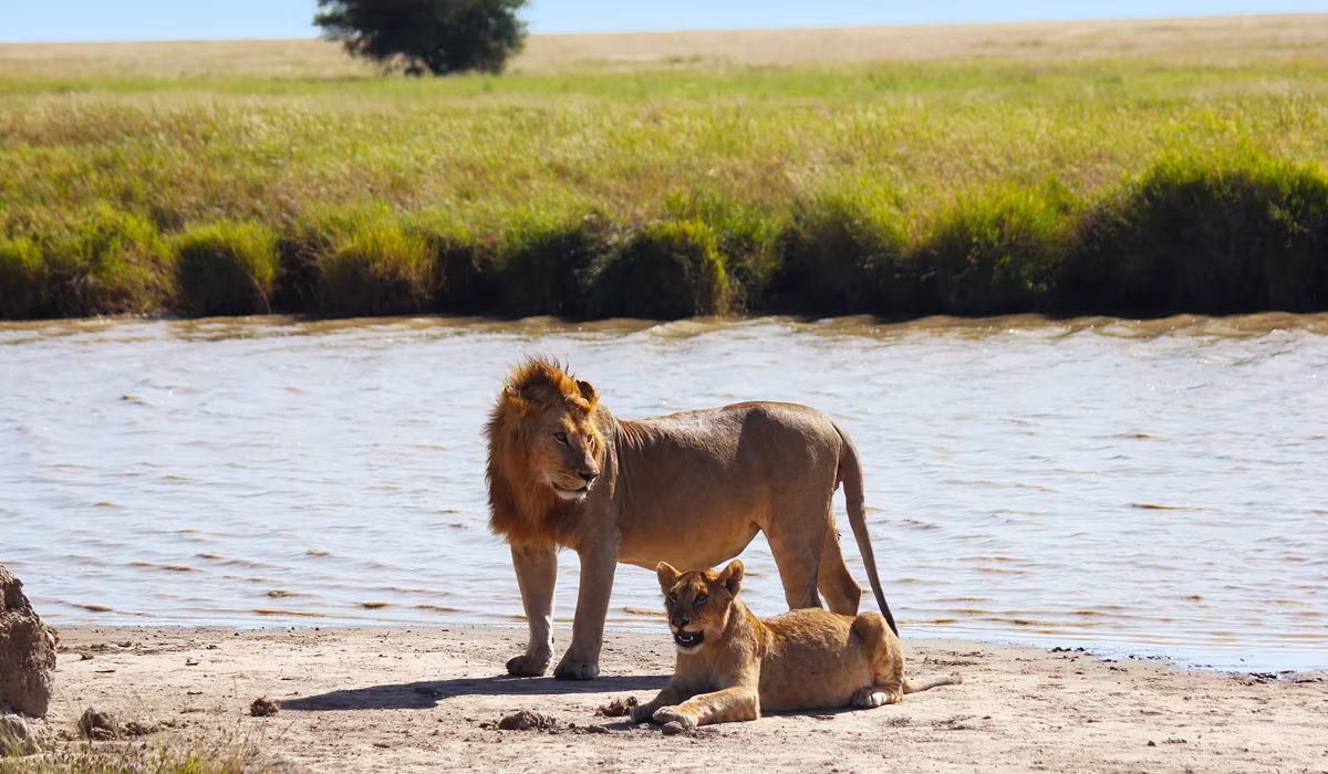 Big Five Safaris In Tanzania