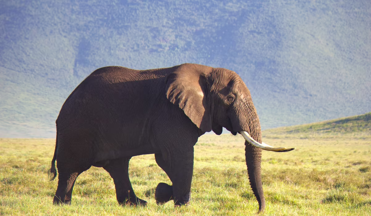 Tanzania Classic Safari