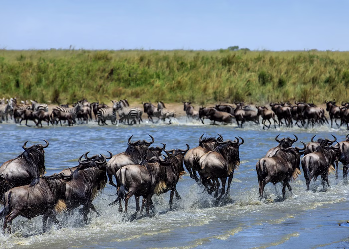 Serengeti Wildebeest Migration