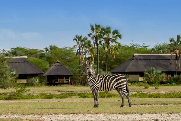 Luxury Safari Tanzania