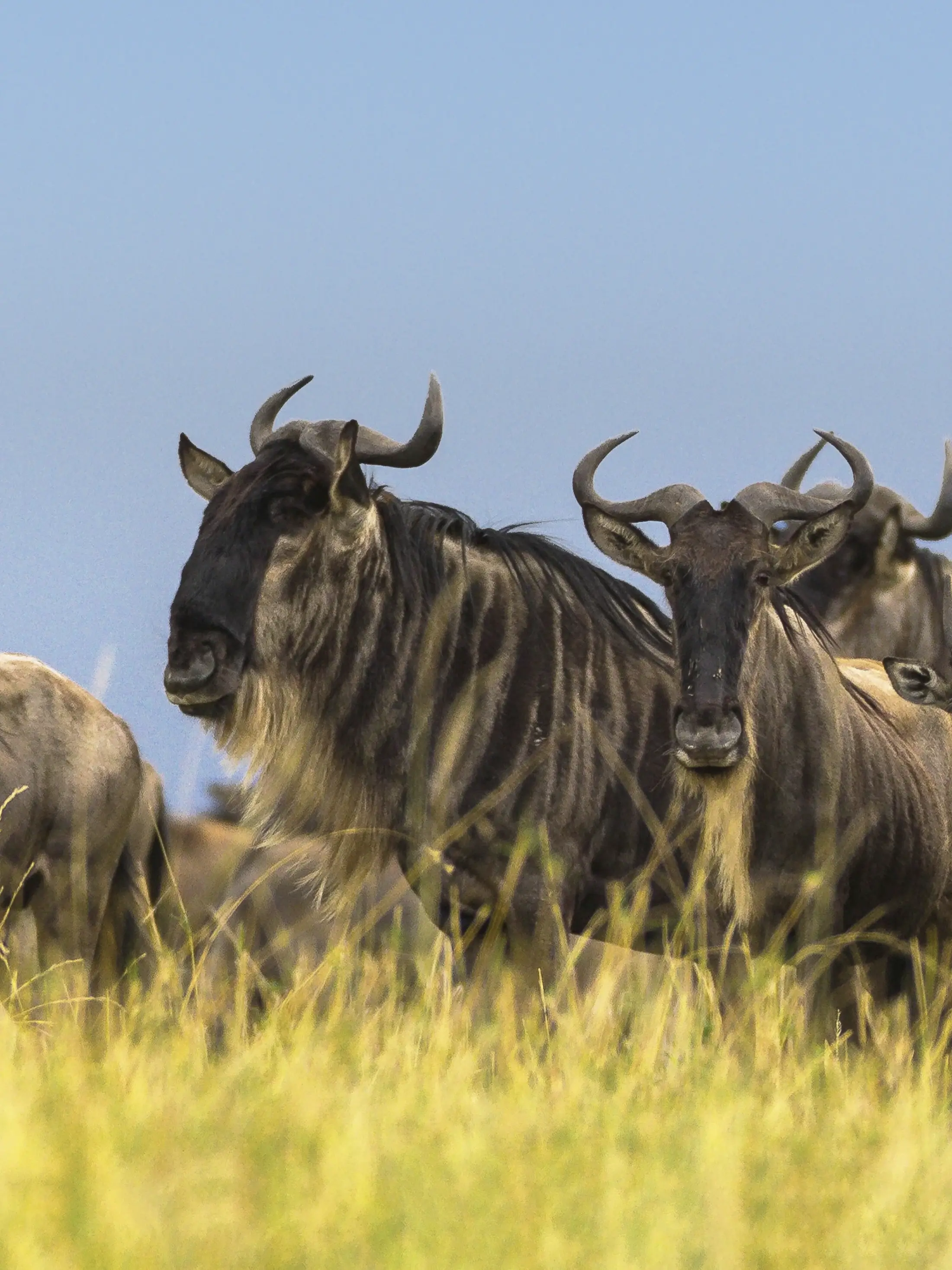 Serengeti National Parks