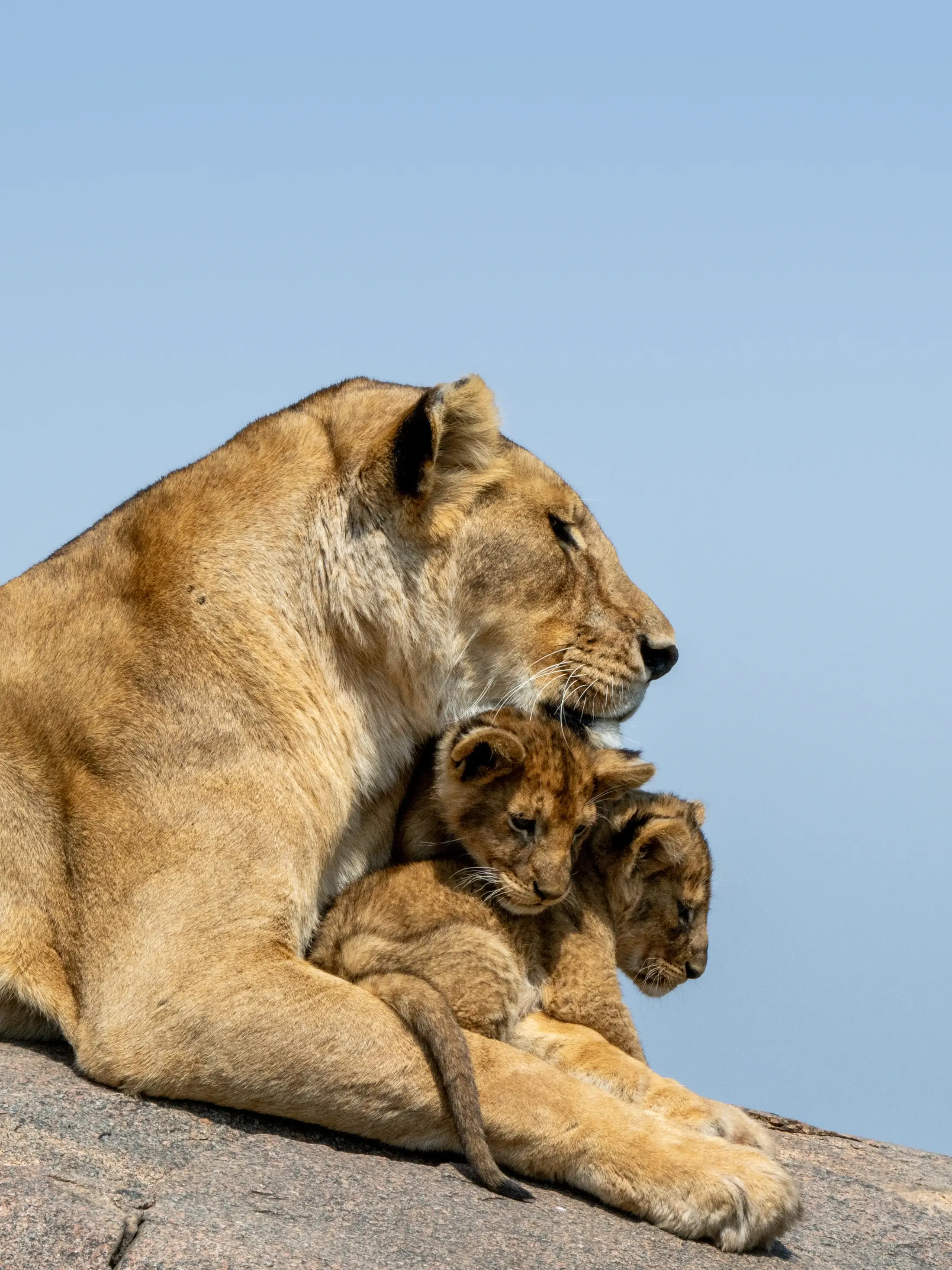Serengeti National Parks