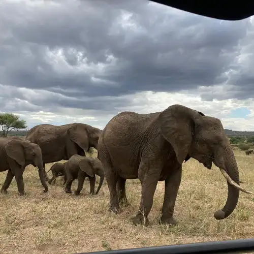 Tanzania Safari