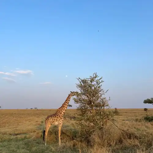 Tanzania Safari Packages