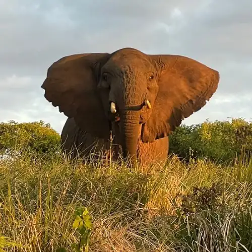 Tanzania Safari Holidays