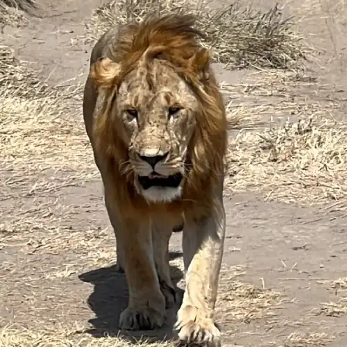 Tanzania Safari Holidays