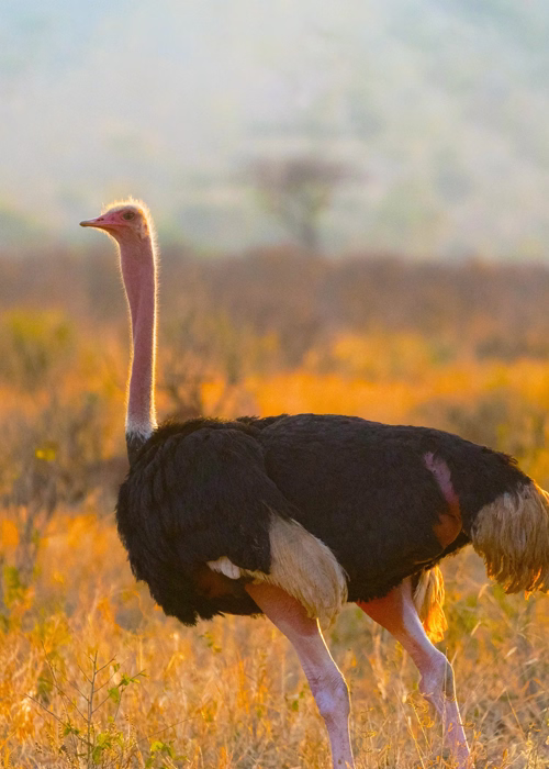 Arusha National Park