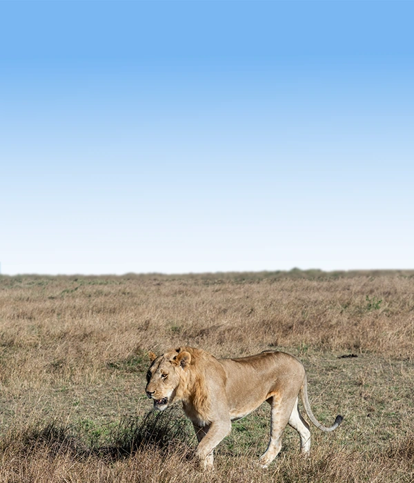 Tarangire Flyout Safaris
