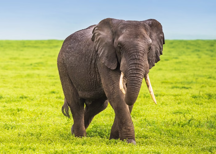 Big Five Safaris In Tanzania