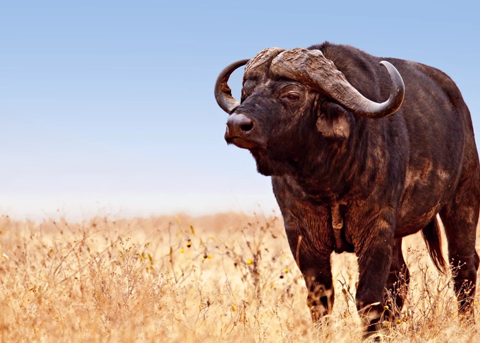 Big Five Safaris In Tanzania