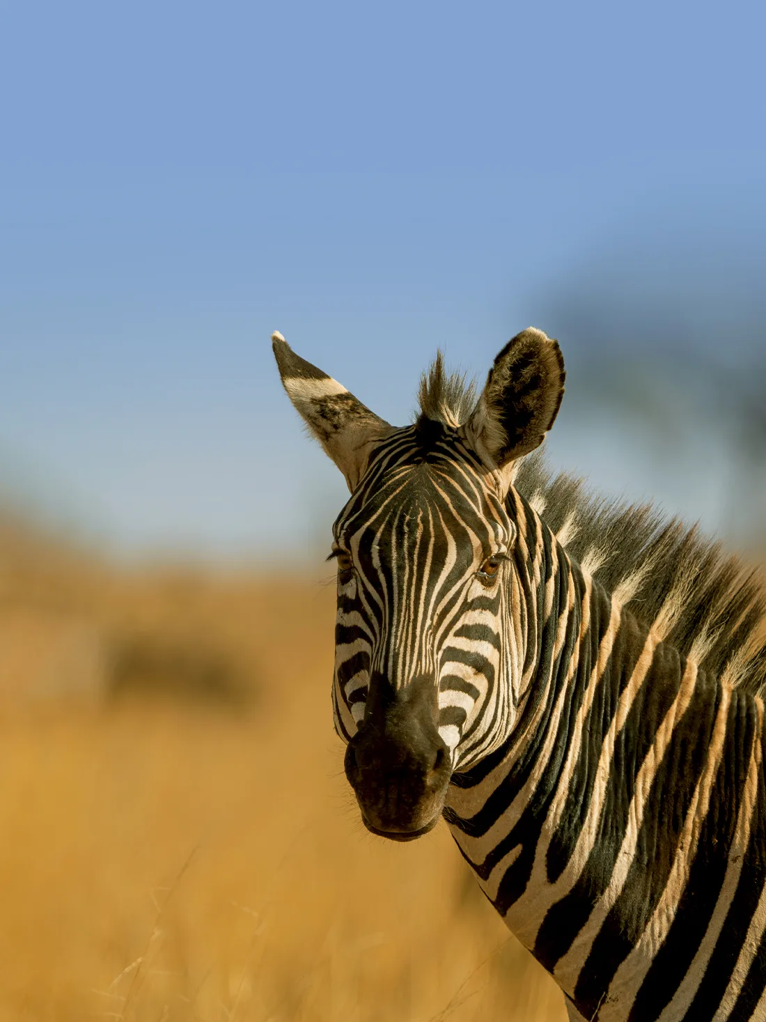 7 Days Big Five Safaris In Tanzania