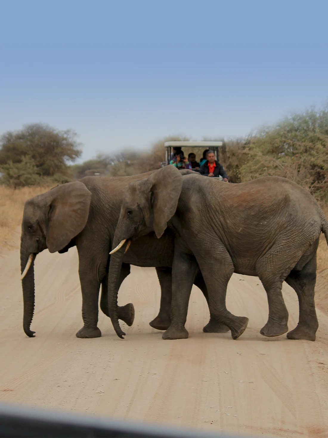 7 Days Big Five Safaris In Tanzania