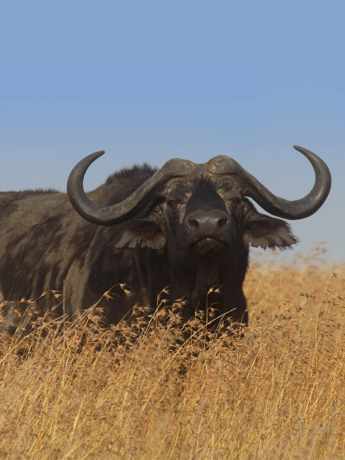 7 Days Big Five Safaris In Tanzania