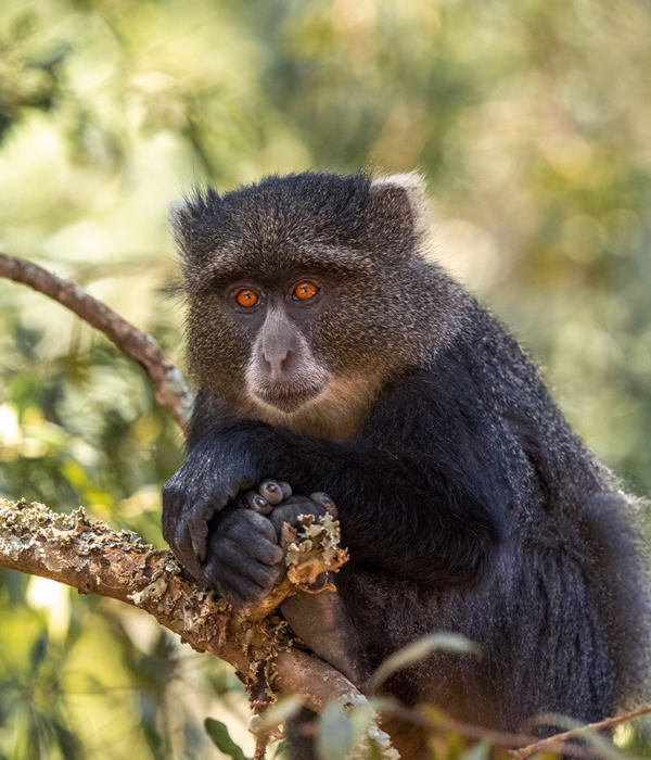 9 Days Western Tanzania Safari