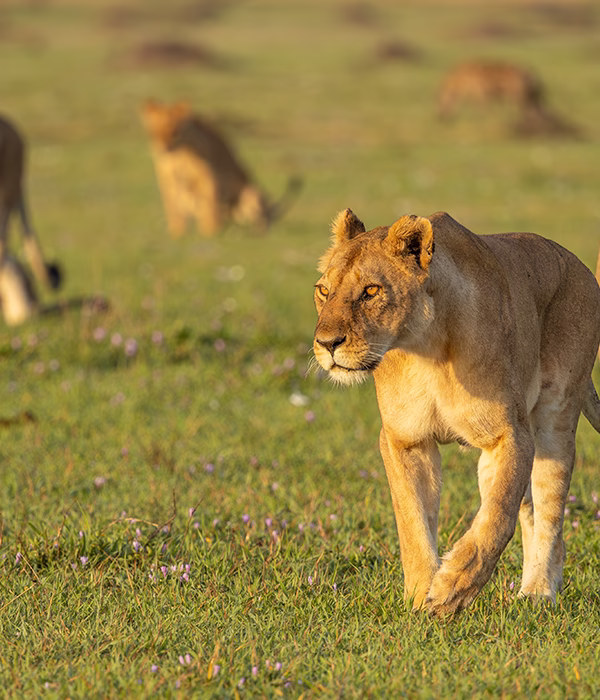 9 Days Western Tanzania Safari